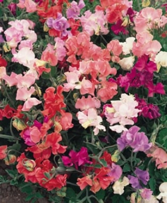 Picture of Sweet Pea Mixes - Winter Elegance Mix